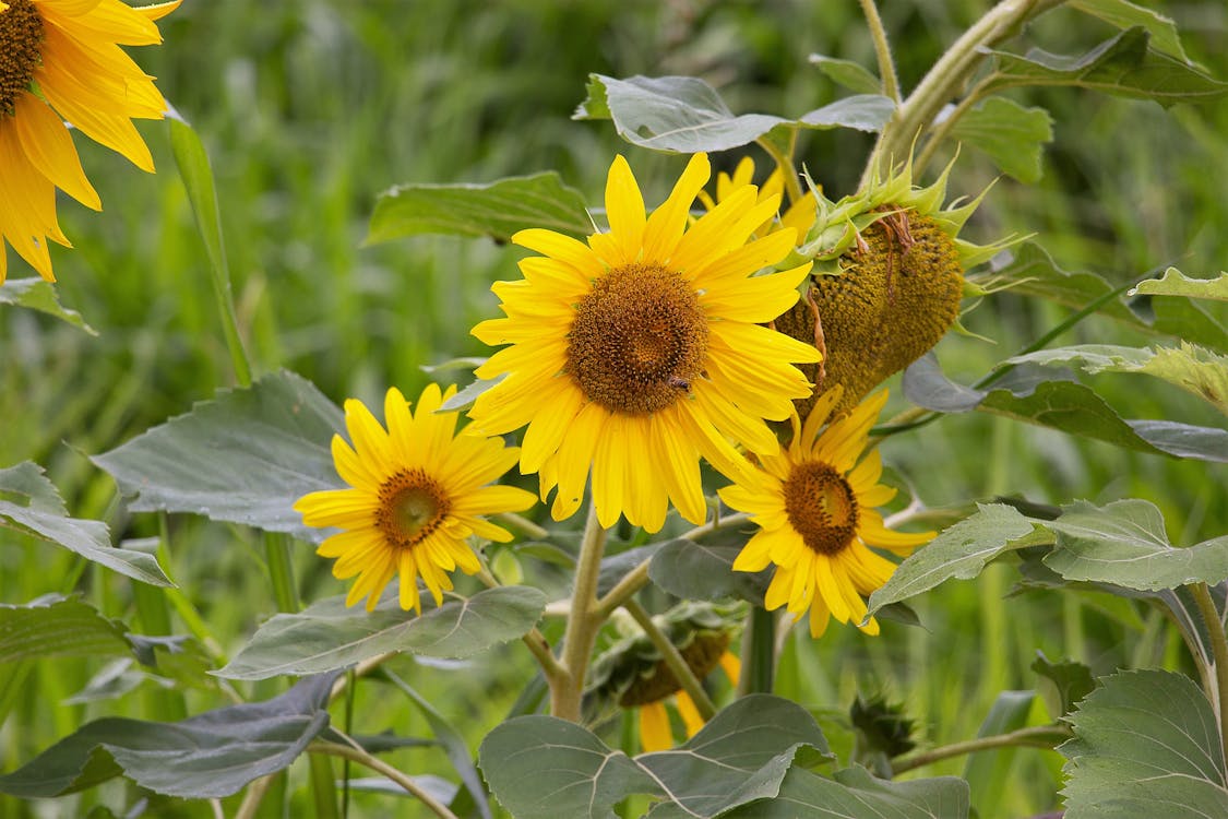 Free stock photo of color, girasol, sunflower