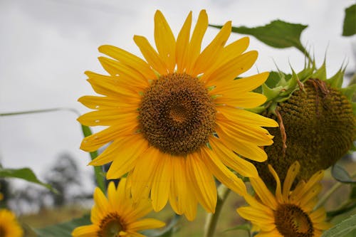 Campo Di Girasole Giallo E Marrone Sotto I Cieli Nuvolosi