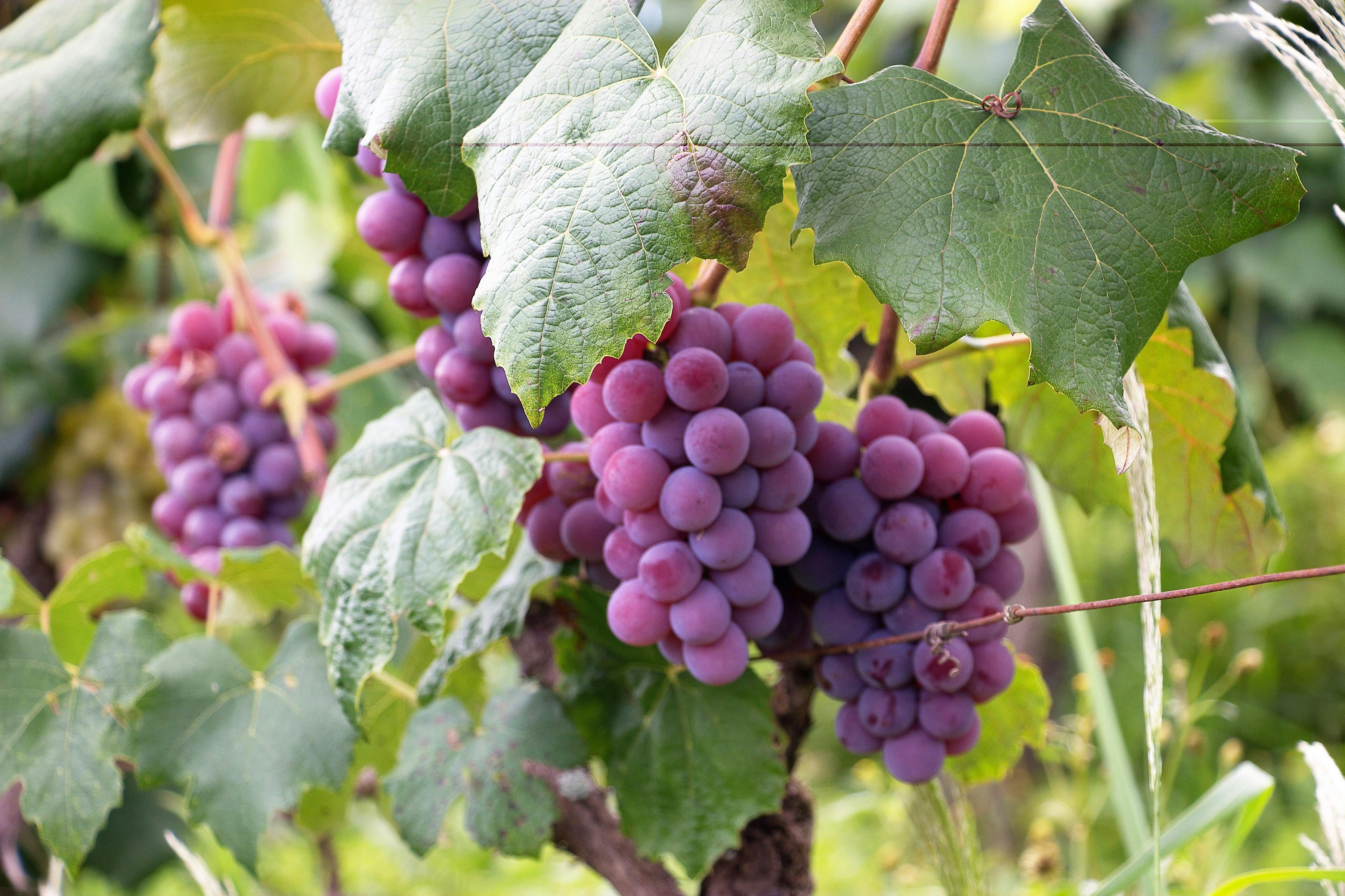 Free Purple Grapes Stock Photo