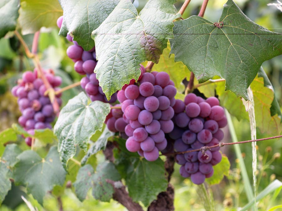 Are grapes OK for keto?