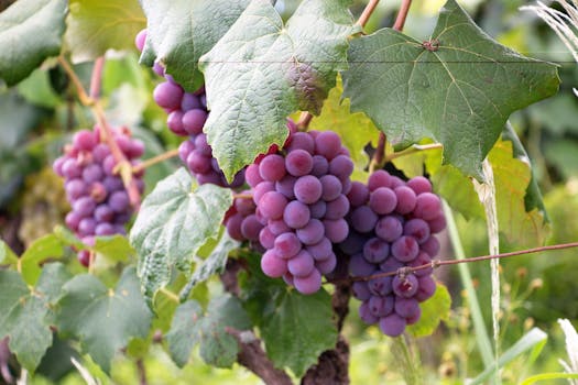 Purple Grapes