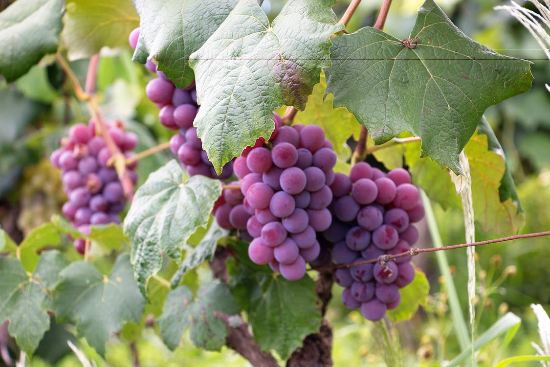 Purple Grapes