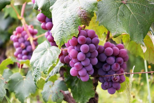 Free Несколько гроздей винограда Stock Photo