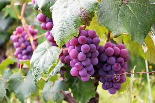 Varios Racimos De Uvas