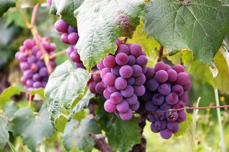 Several Bunch Of Grapes