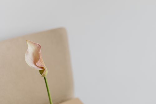 Free A single calla lily in focus with a soft white and beige background, emphasizing simplicity and elegance. Stock Photo