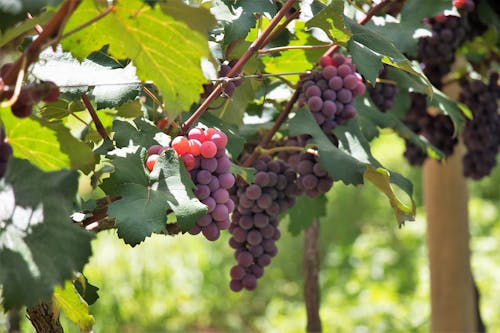 Meyve suyu, renk, şarap içeren Ücretsiz stok fotoğraf