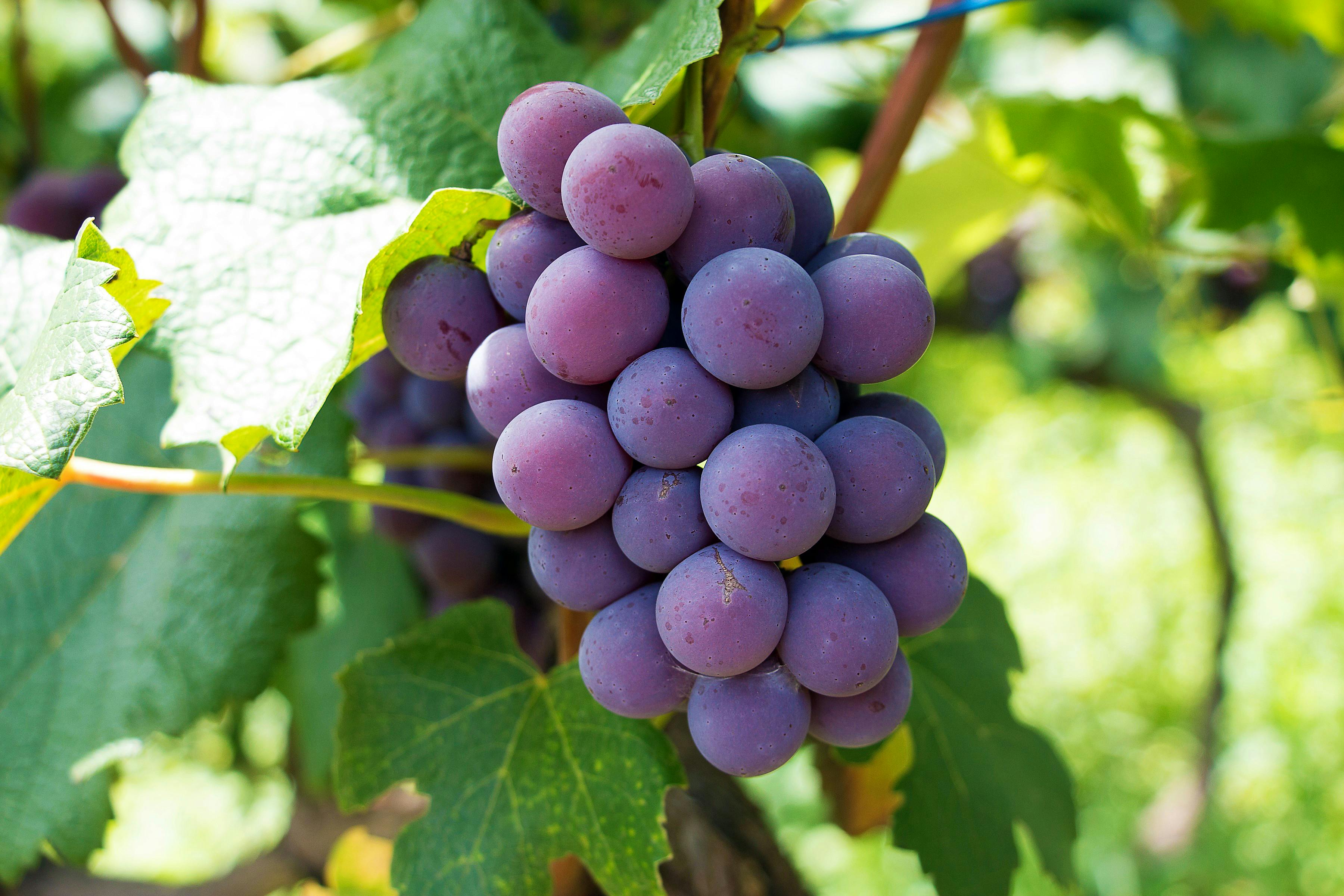 Free stock photo of close, color, grape