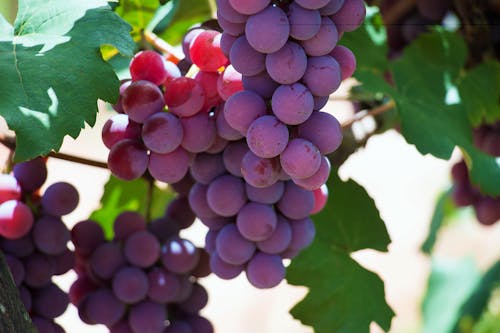 Free stock photo of cachos, color, grape Stock Photo