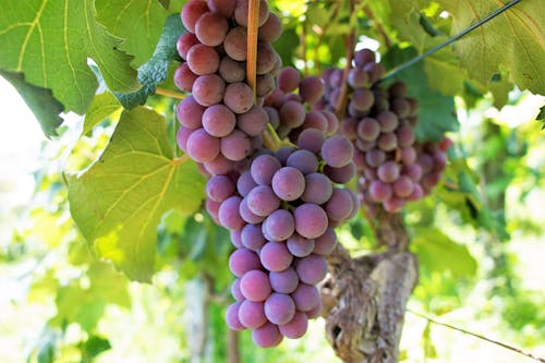 Free stock photo of color, grape, juice Stock Photo