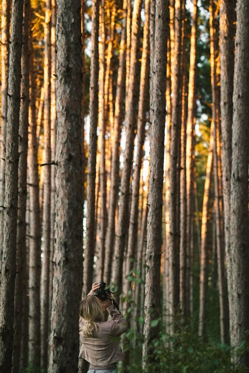 Free A lone photographer capturing the beauty of a dense forest during sunset. Stock Photo