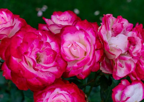 Free Pink Garden Roses in Close-up Photography Stock Photo