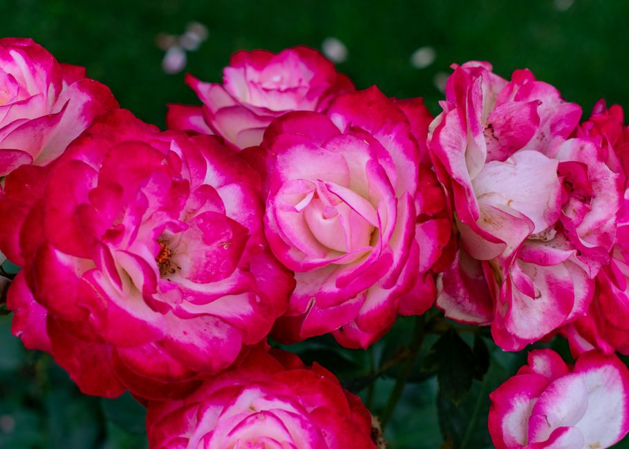 A close-up image of vibrant pink roses in full bloom with lush green background.