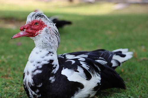 Free Selective Focus Photo of a Black and White Muscovy Duck Stock Photo