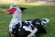 Selective Focus Photo of a Black and White Muscovy Duck