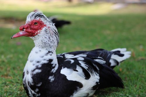 Free A detailed view of a Muscovy duck resting on grass in Puebla, capturing its vibrant plumage and unique features. Stock Photo