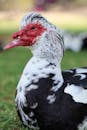 Close-up Photo of a Domestic Muscovy duck