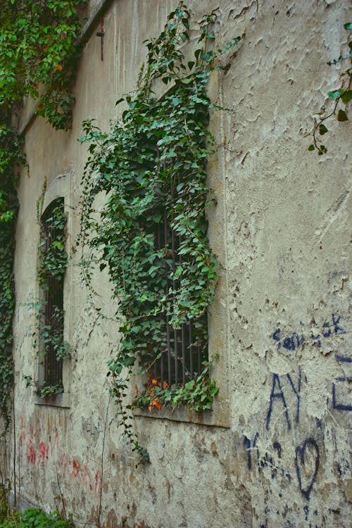 Free Abandoned Building Overgrown with Ivy Stock Photo