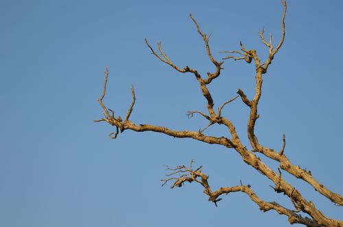 Free Sunlit dry tree branches stretching against a vibrant clear blue sky in Jaipur. Stock Photo