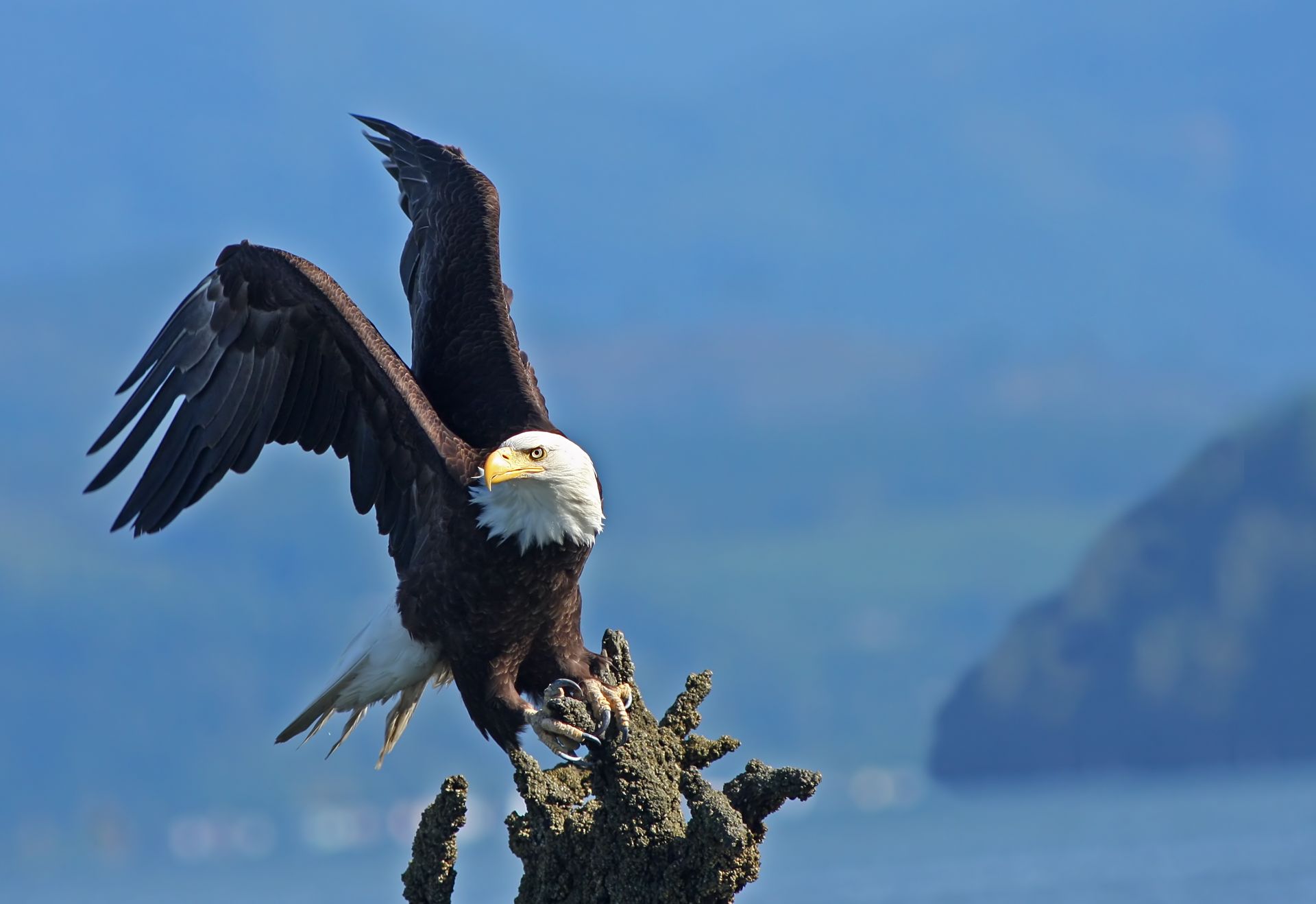 A stunning bald eagle spreads its wings while perched on a rocky outcrop, exemplifying wildlife beauty.