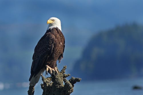 Eagle Perched on Top of a Tree Branch