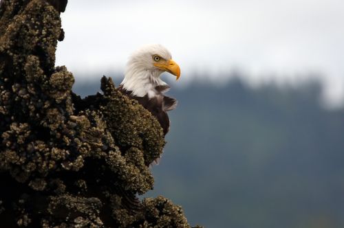 Free Close-up of a bald eagle perched on a rocky ledge in the wild. Stock Photo