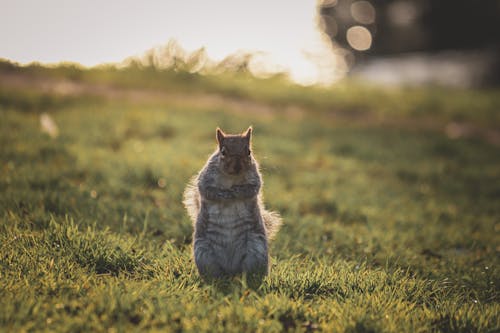 Immagine gratuita di animale, erba verde, esterno