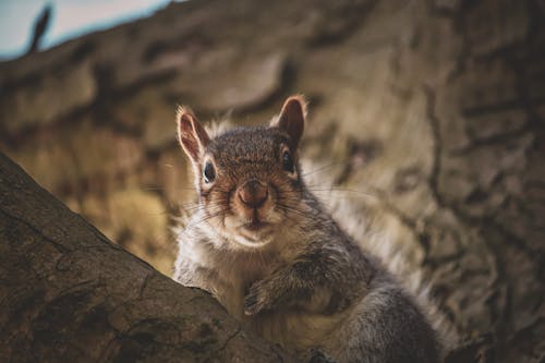 Free Selective Focus Photo of a Brown Squirrel with Long Whiskers Stock Photo