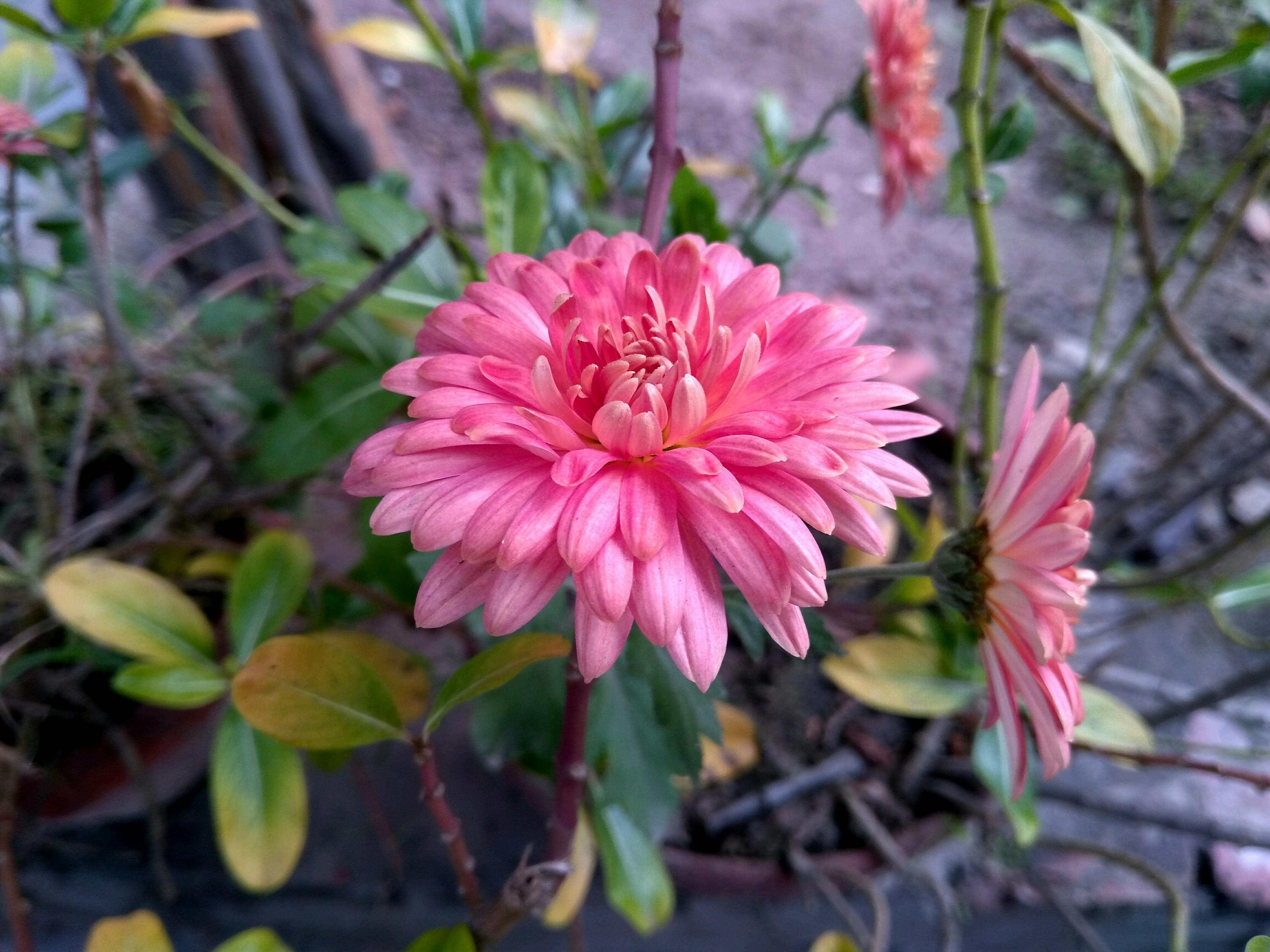 free stock photo of beautiful flowers, home garden, india