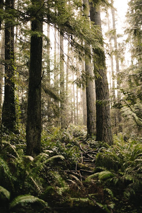 森の中, 森林, 植物の無料の写真素材