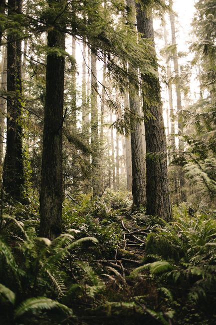 Discover the tranquility of a foggy forest landscape with lush green foliage and towering trees.