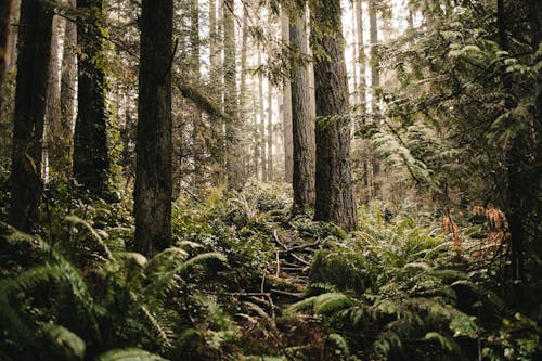 Free Fern Plants and Trees in a Forest Stock Photo