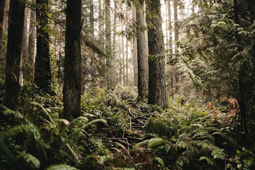 Lush forest with tall trees and ferns, creating a serene nature setting.