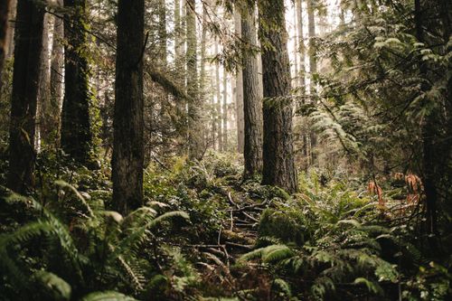 Free Lush forest with tall trees and ferns, creating a serene nature setting. Stock Photo