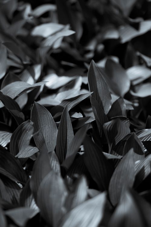 Free Artistic monochrome close-up of lush, textured leaves, offering a rich visual experience. Stock Photo