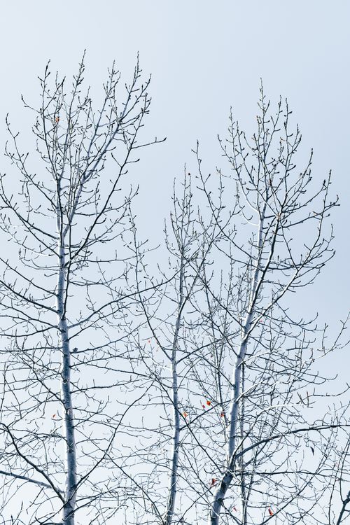 Free From below of tall leafless trees growing in nature against cloudy sky in daytime Stock Photo