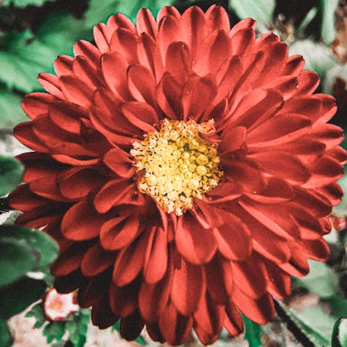 Close-Up Photo of a Red Dahlia Flower