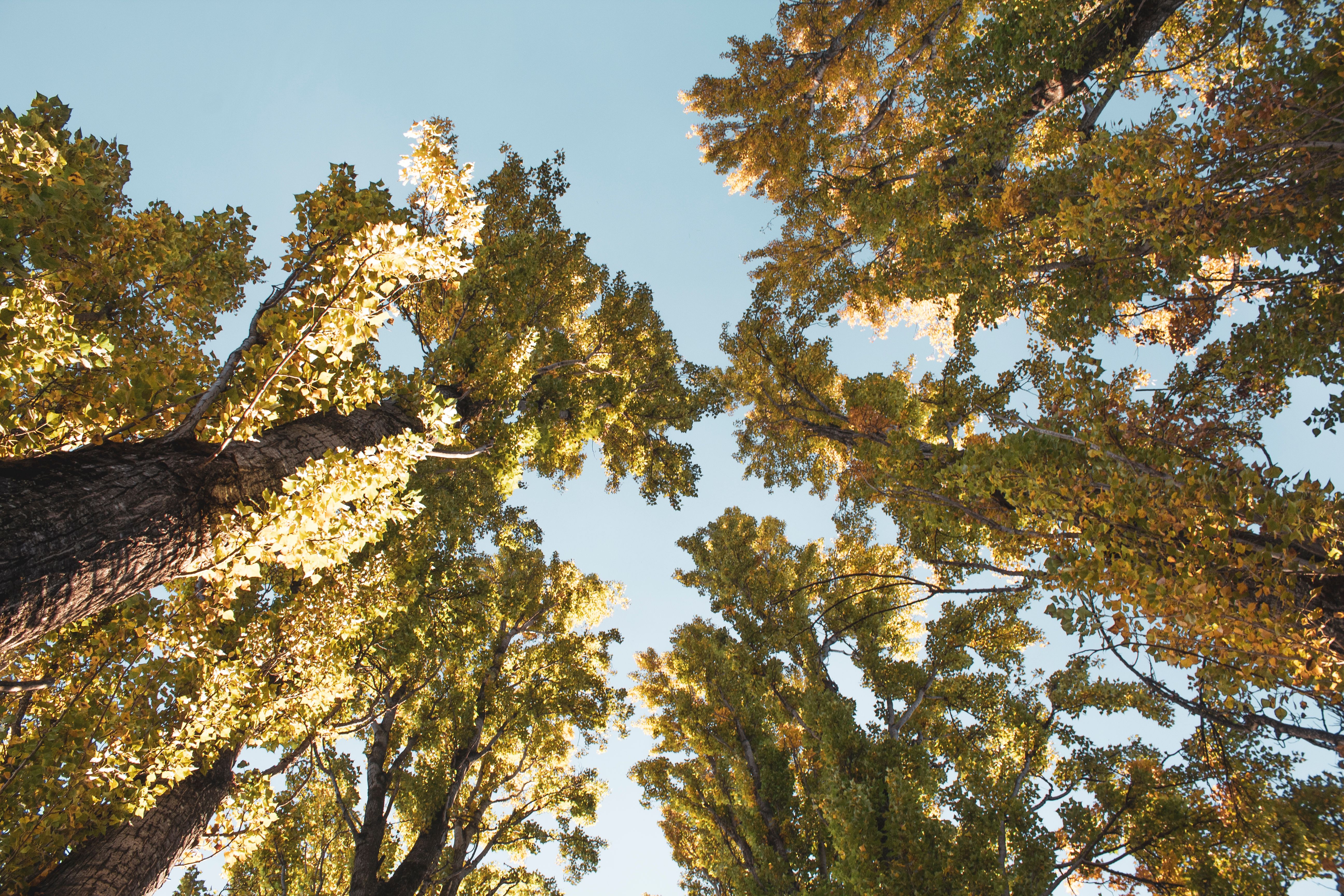 High Angle Photography Of Tree · Free Stock Photo