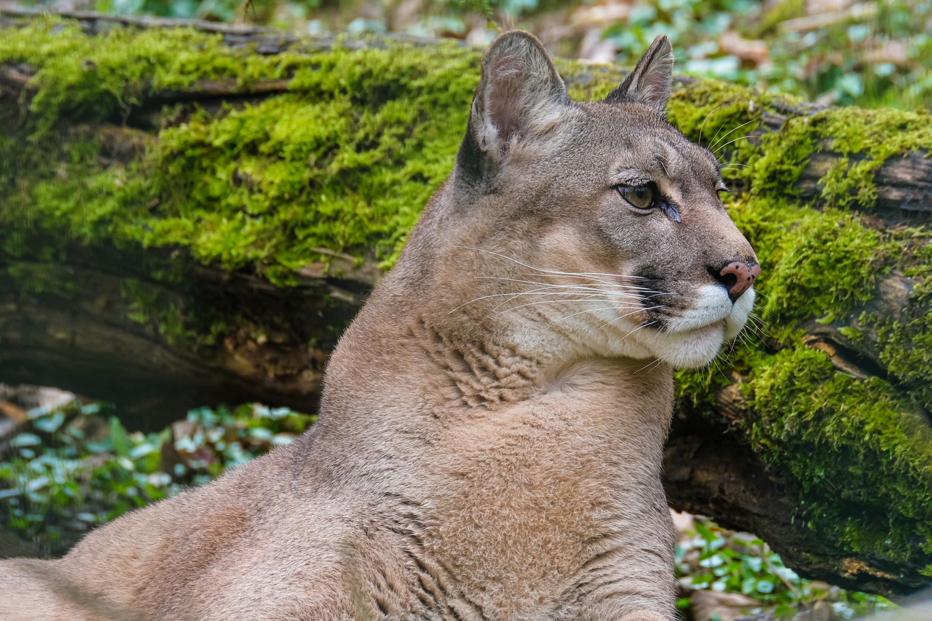 Brown Cougar Lying Beside q Wood Log