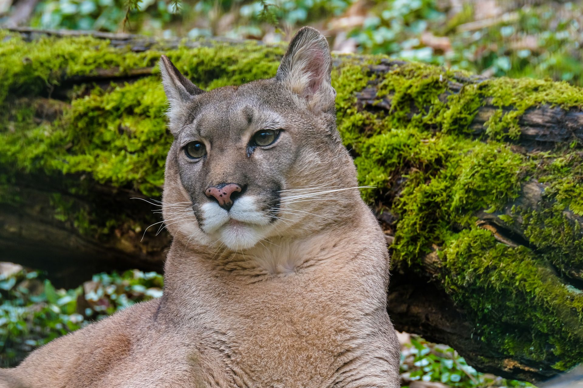 Close Up Photo of a Panther