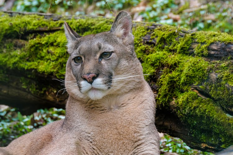 Close Up Photo Of A Panther