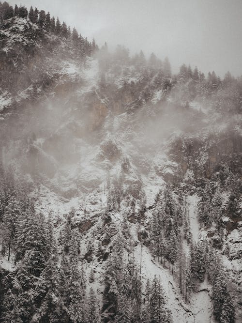 Pine Trees Covered with Snow on Mountainside