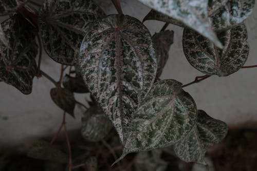 Free stock photo of flora, leaf