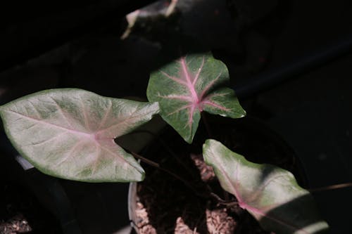 Free stock photo of flora, leaf
