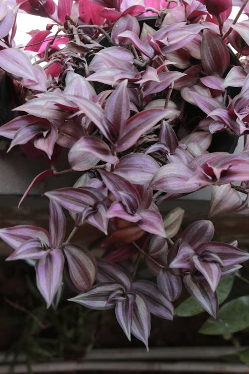 Free stock photo of flora, leaf Stock Photo