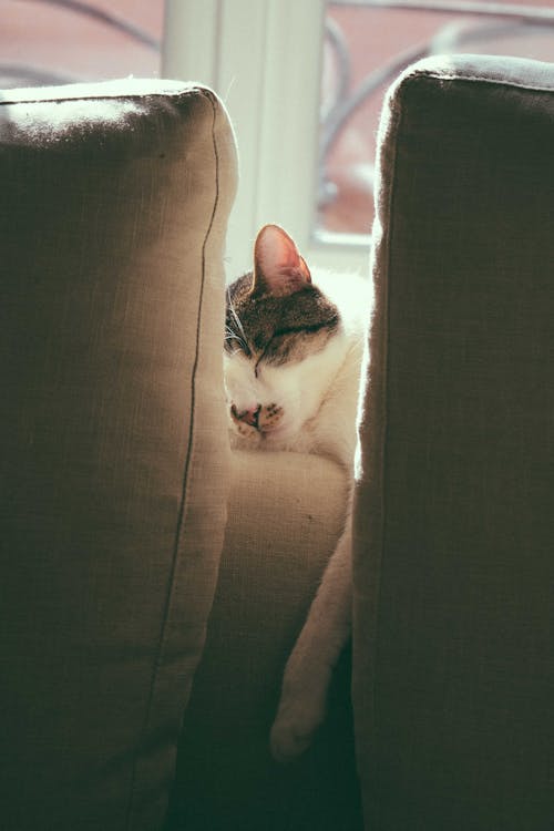 Adorable cat with spots sleeping on comfortable sofa with pillows near window in light living room with sunlight at home