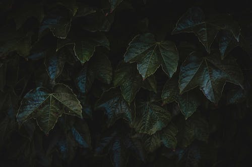 Full frame of textured background of dark green leaves of dark lush bush