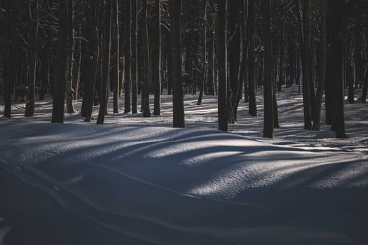 Scenic landscape of forest covered with snow and trunks of bare trees in sunbeams