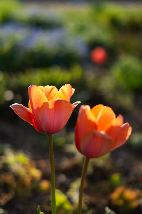 Close Up Photo of Tulips