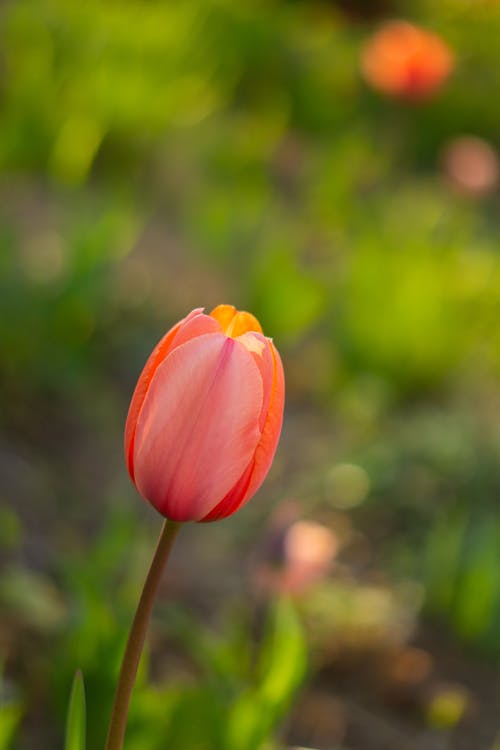 Close Up Photo of Pink Tulip in Bloom